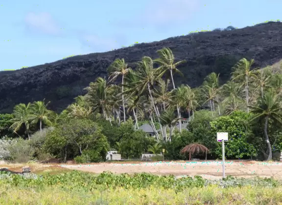 Cluster of palms- view as you walk along the sand.