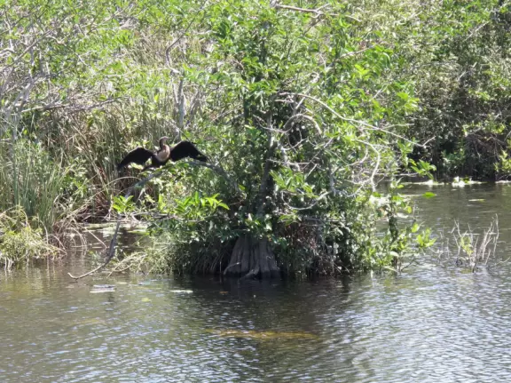 Anhinga bird in a tree.
