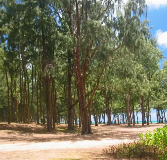 You can camp at Waimanalo Bay Recreation Area, amongst the ironwood trees.