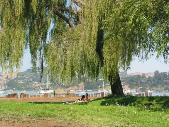 Lovers chat under the willow tree, surrounded by daisies.