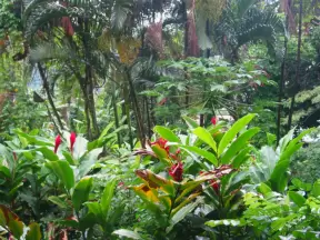 Waioli Tea Room, Oahu Hawaii