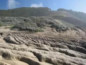 Wavy rock, with pretty forest in the background.