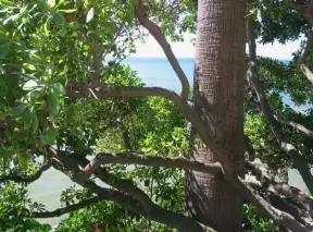 I love to look down through trees at the sea!