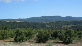Drive through the Orange Groves, Ojai, Ventura California