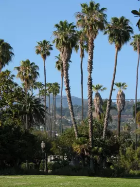 I love the tall palms in Alice Keck Park Gardens!
