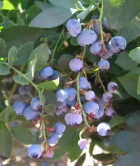 Blueberry Farm, Buellton, Santa Barbara California