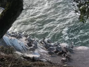 Pelicans hanging out on the rocks below.