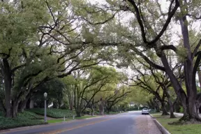 Amazing canopy of trees- a common sight in San Marina and Pasadena.