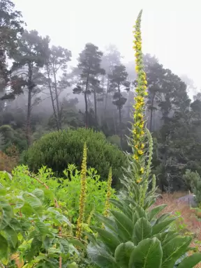 UC Botanical Garden, Berkeley, San Francisco California