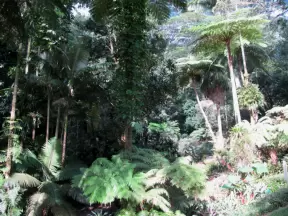 Lyon Arboretum, Oahu Hawaii