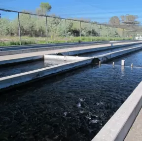Fillmore Fish Hatchery, Ventura California