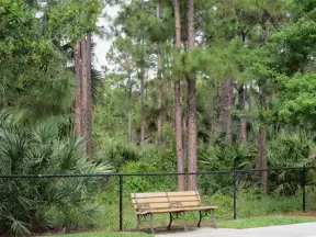 Bench by the pine forest, in the Cambridge neighborhood.