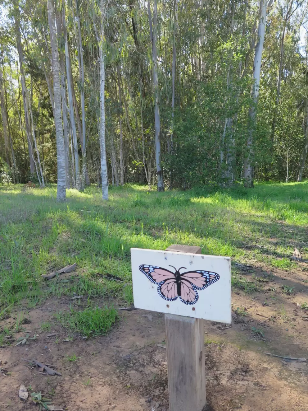 Ellwood Butterfly Preserve and Beach