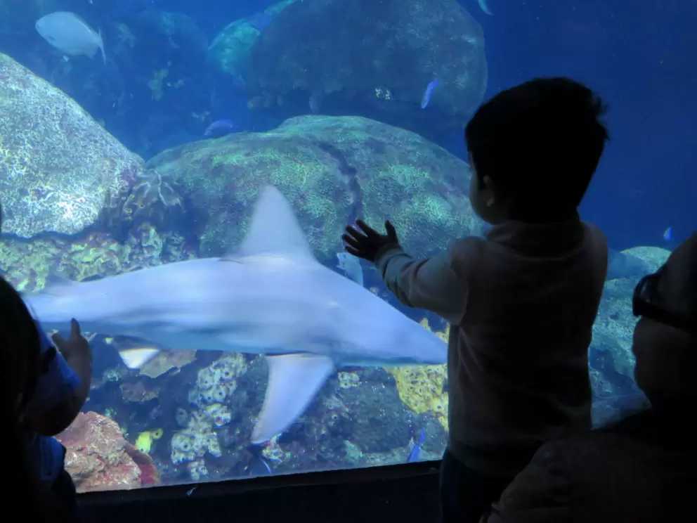 Tennessee Aquarium, Chattanooga