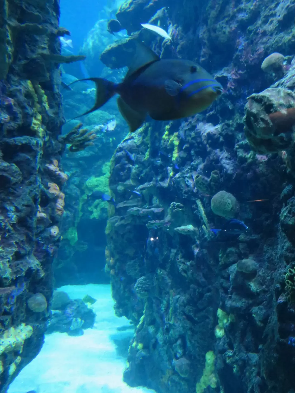 Tennessee Aquarium, Chattanooga