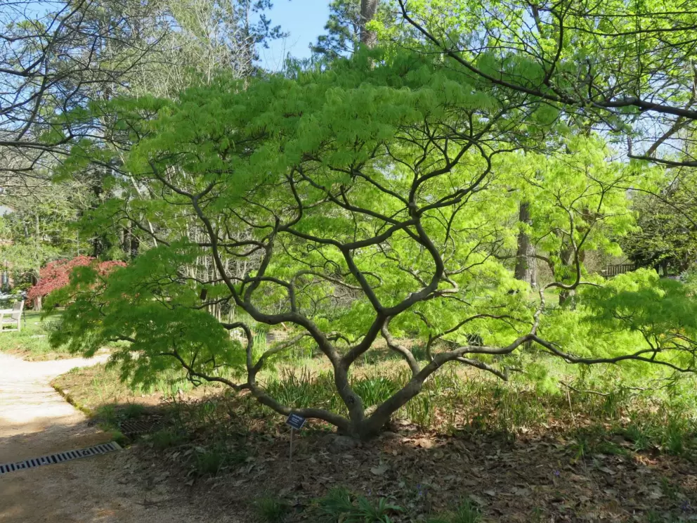 Coker Arboretum, UNC Chapel Hill