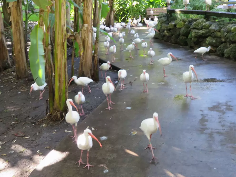 Flamingo Gardens, Davie