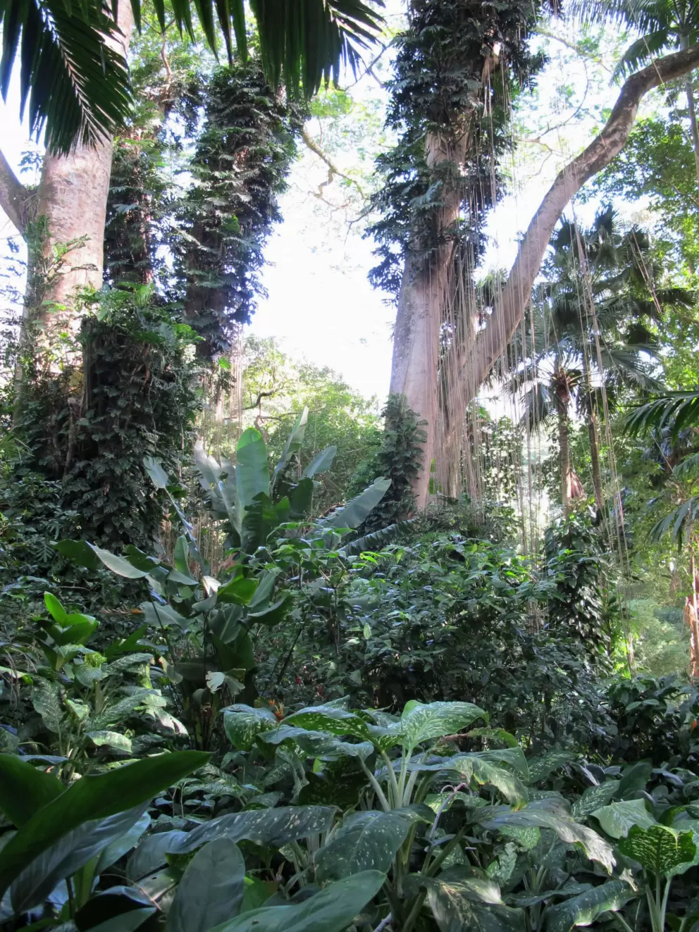 Lyon Arboretum