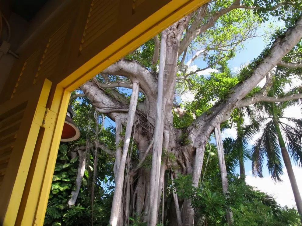 Bonnet House and Gardens, Fort Lauderdale