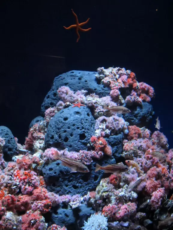 Gorgeous aquarium with animals from the Amazon, California tide pools, and Philippine coral reefs.