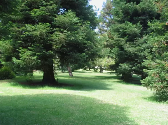 A green sloped lawn with huge, healthy pines that shade you, picnic areas with hanging vines, and a toddler playground.