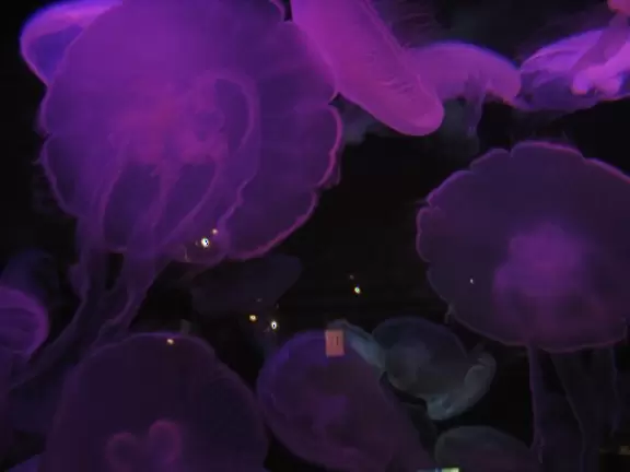 The wonderful pink jellyfish at the Shark Reef.