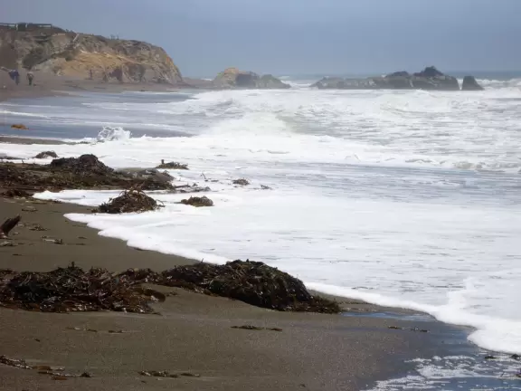 Rugged, windswept beach with large driftwood, kelp balls, and wildflower-lined boardwalk.