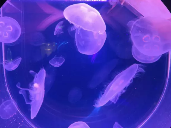 Small aquarium with beautiful jellies, touch tanks, and an opening to the sea floor!