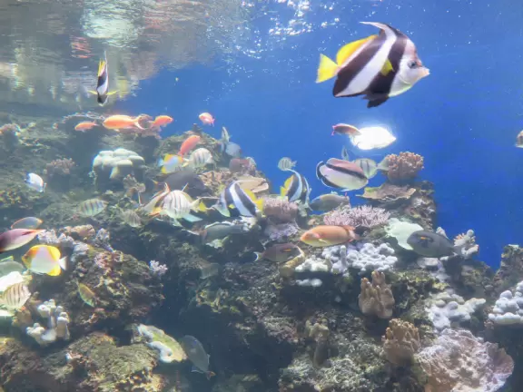 Small and manageable aquarium for little kids, and lovely area of Waikiki.