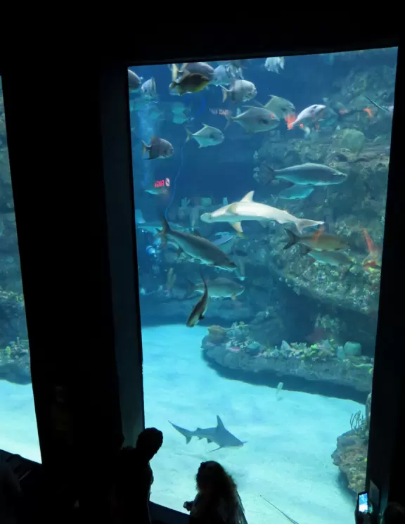 Top notch aquarium with nice temporary exhibits too!