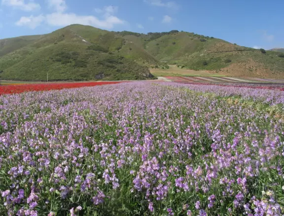 Summertime flower fields, mountains, rocket launches, a beach (often closed), and a wonderful mission.