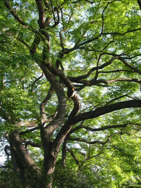 Look up at the canopy of tree branches and pale green leaves.