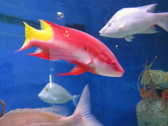 South Carolina Aquarium, Charleston