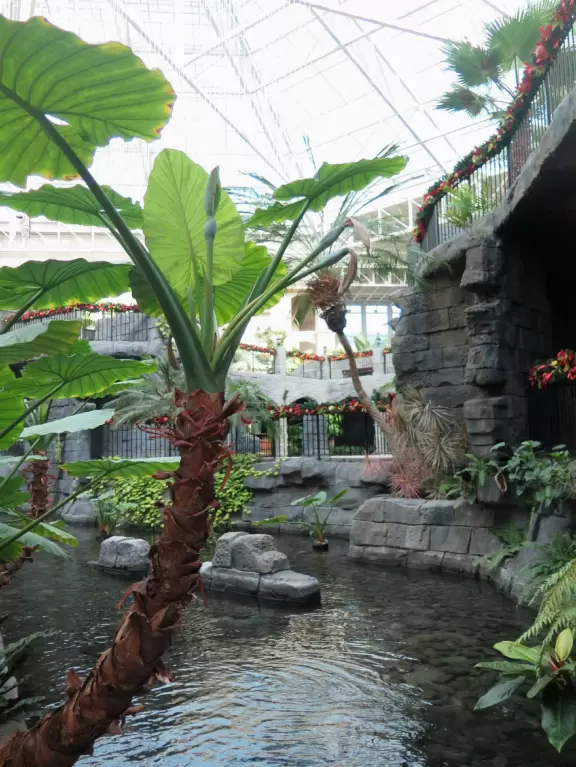Hotel inside a giant atrium with tropical plants, fish, alligators, and decorations. ICE sculpture event in December.