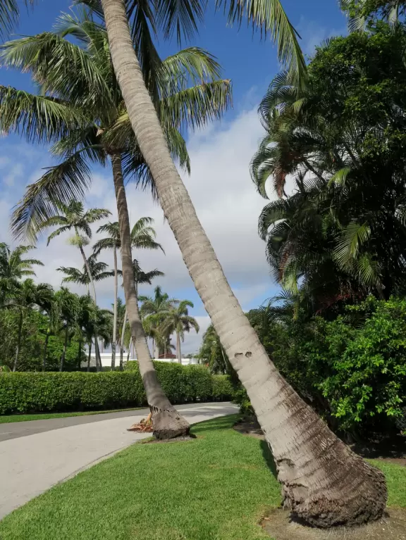 Gorgeous walk under banyan trees past side streets with lush gardens and mansions.
