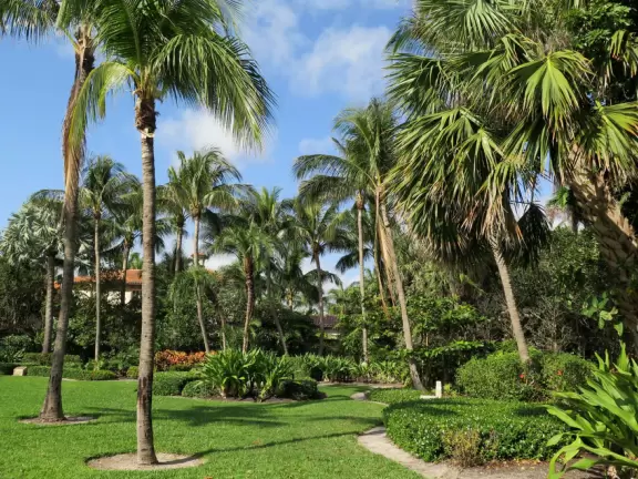 Gorgeous walk under banyan trees past side streets with lush gardens and mansions.