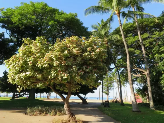 Whitest white sand, clear sparkling water, spacious green lawns with large shade trees, tropical flowers, a wide half-mile boardwalk, and a huge park full of tropical plants.