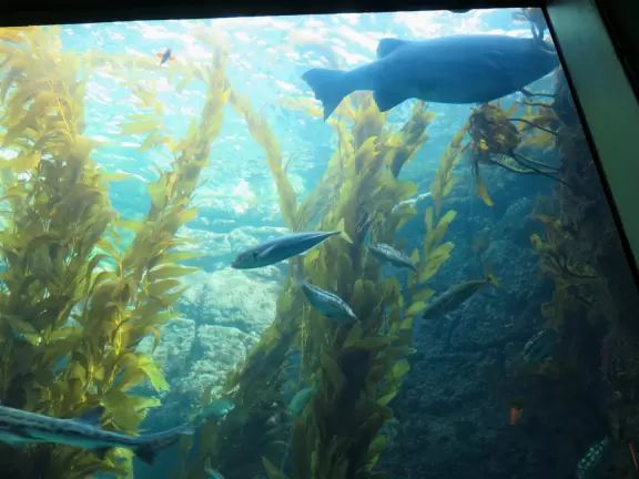 Birch Aquarium, La Jolla