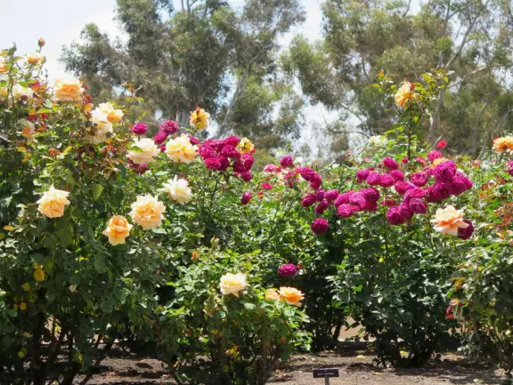 A lovely walk through roses and desert plants.