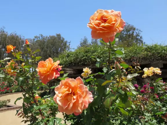 Rose Garden and Desert Garden, Balboa Park