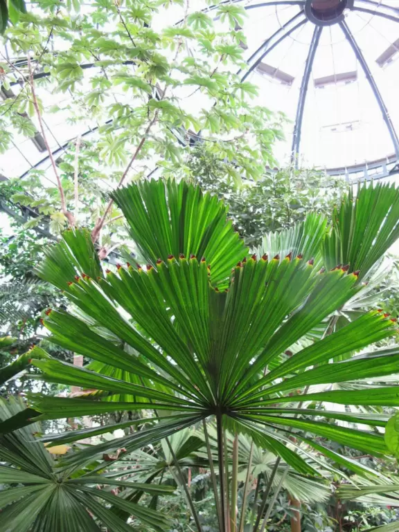 Plants and light and warm misty air at the Conservatory's rainforest.