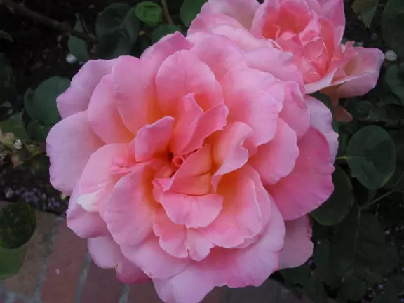 A huge, luscious, pink rose!