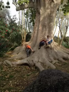 Children play on a magical tree at the zoo.