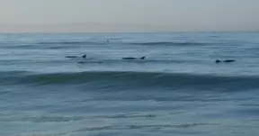 Wow! A whole bunch of dolphins! And so close to shore!