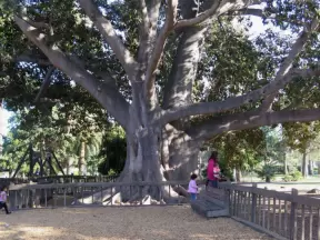 I love this huge, old tree!