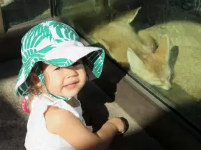 A toddler stands close to a cute fox.