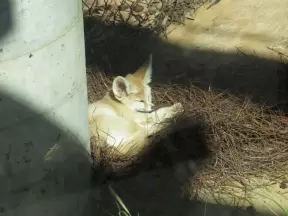 Cute fox!