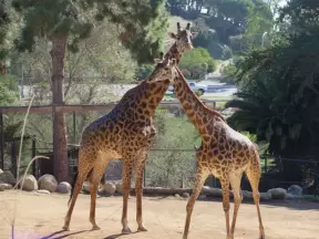 Sweet giraffes.