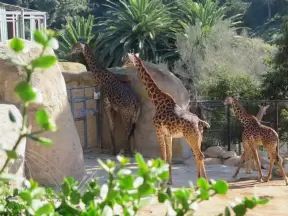 The baby giraffes.
