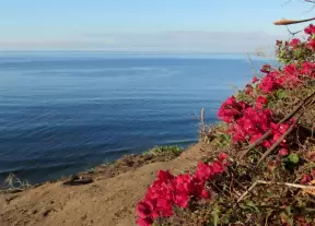 Dark pink bougainvillea always looks amazing by the sea.